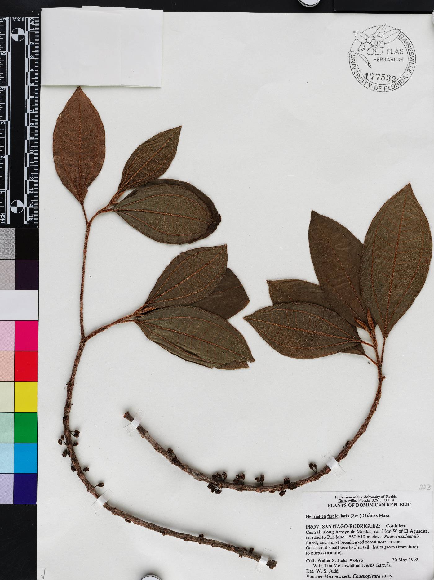 Henriettea fascicularis image