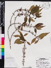 Miconia acuminoides image