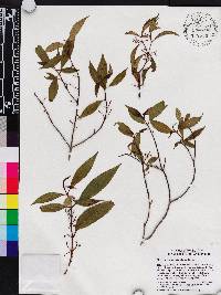 Miconia acuminoides image