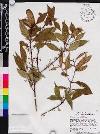 Miconia acuminoides image