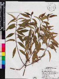 Miconia acuminoides image