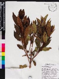 Miconia antillana image