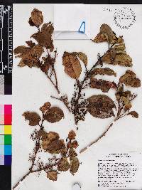 Miconia bahorucensis image