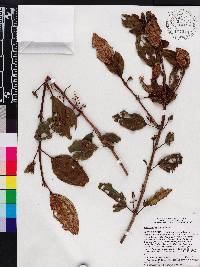 Miconia hirticaulis image