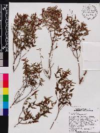 Miconia gracilifolia image