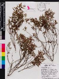 Miconia gracilifolia image