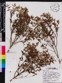 Miconia gracilifolia image