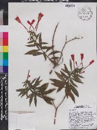 Fuchsia triphylla image