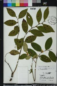 Leucothoe axillaris image