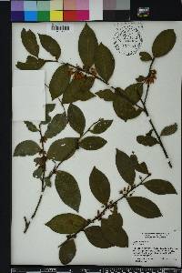 Lyonia lucida image