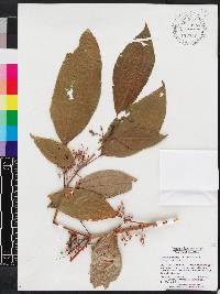 Miconia micrantha image