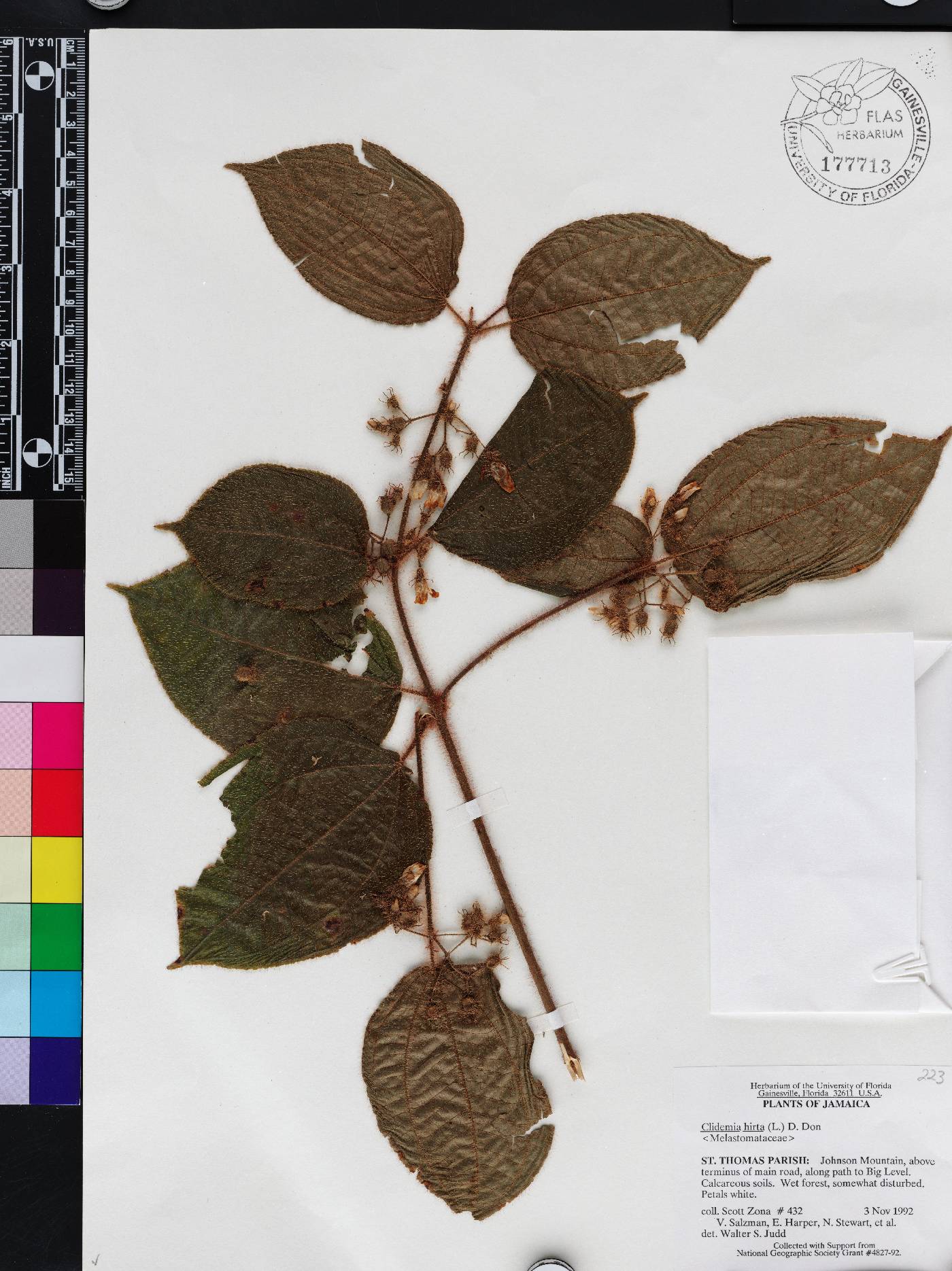 Miconia crenata image