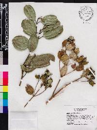 Meriania parvifolia image