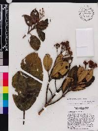 Miconia barkeri image