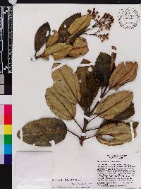 Miconia barkeri image