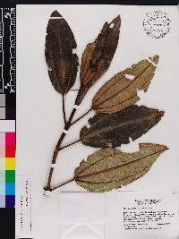 Miconia barkeri image