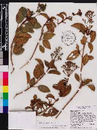 Miconia ferruginea image