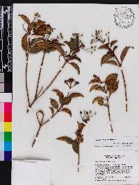 Miconia ferruginea image