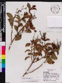 Miconia ferruginea image