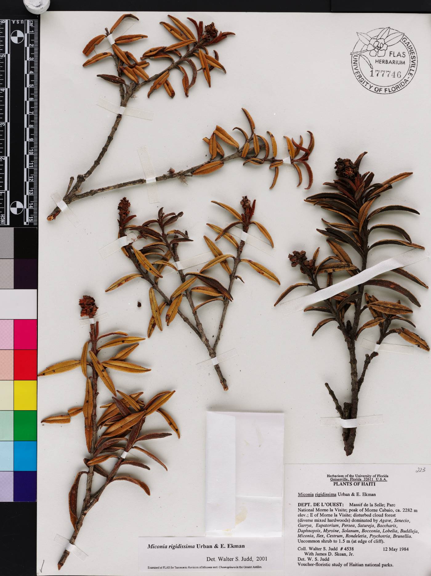 Miconia rigidissima image