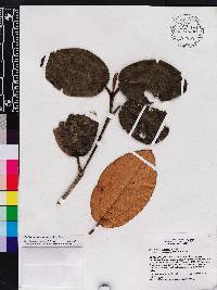 Miconia blancheana image