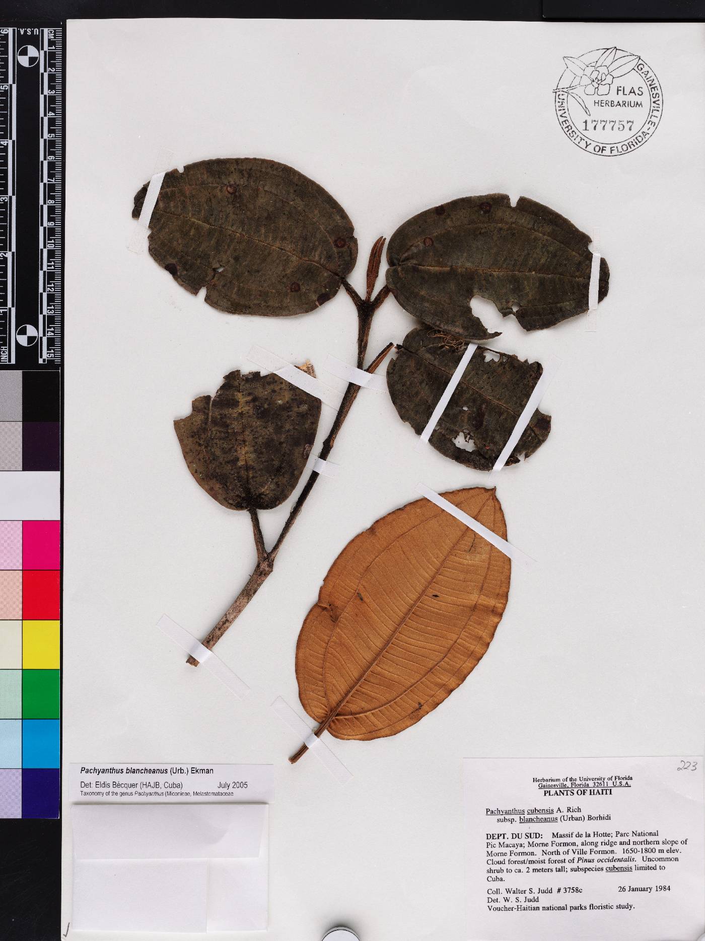 Miconia blancheana image
