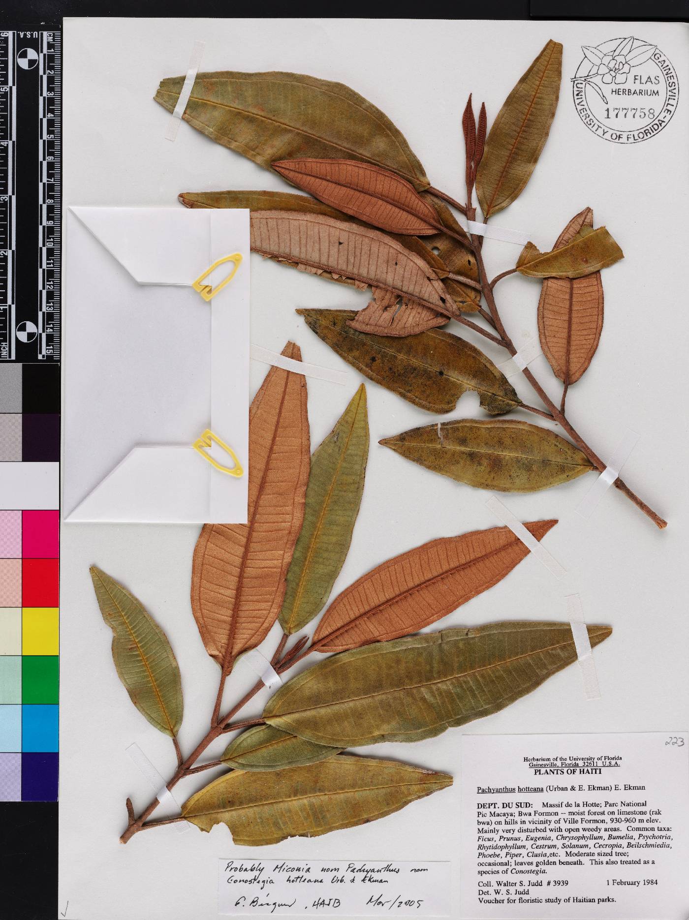 Miconia cineana image