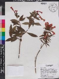 Fuchsia triphylla image