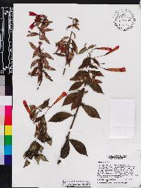 Fuchsia triphylla image