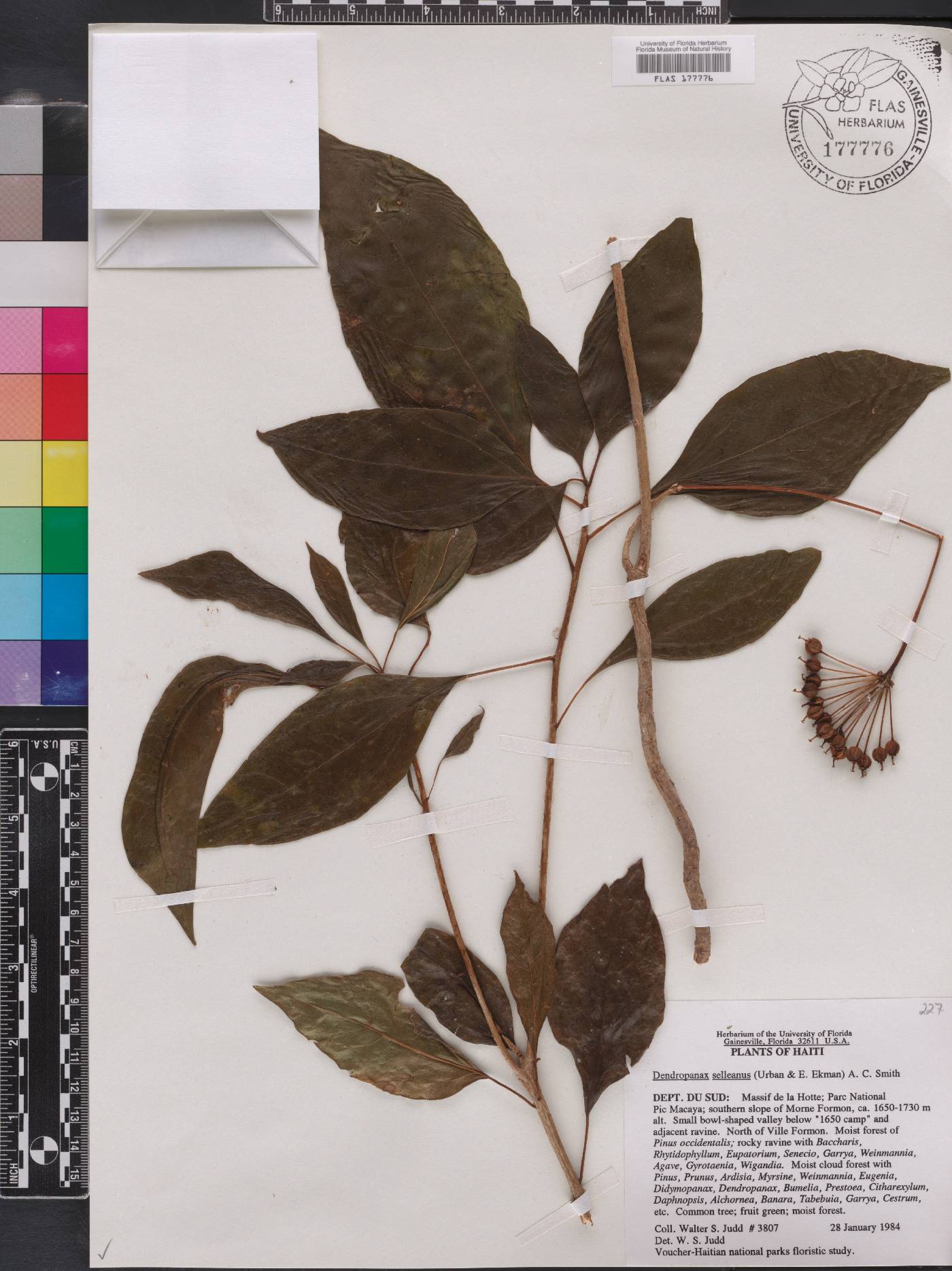 Dendropanax selleanus image
