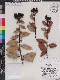 Vaccinium racemosum image