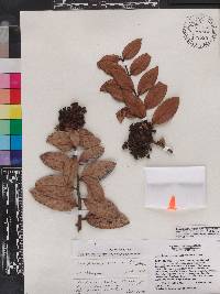 Vaccinium racemosum image