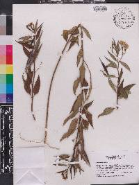 Asclepias nivea image