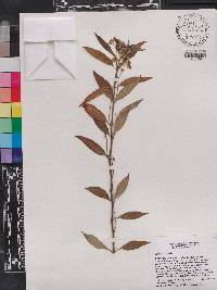Asclepias nivea image