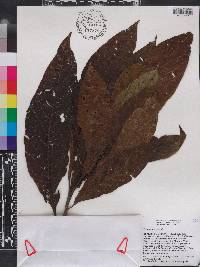 Tournefortia glabra image