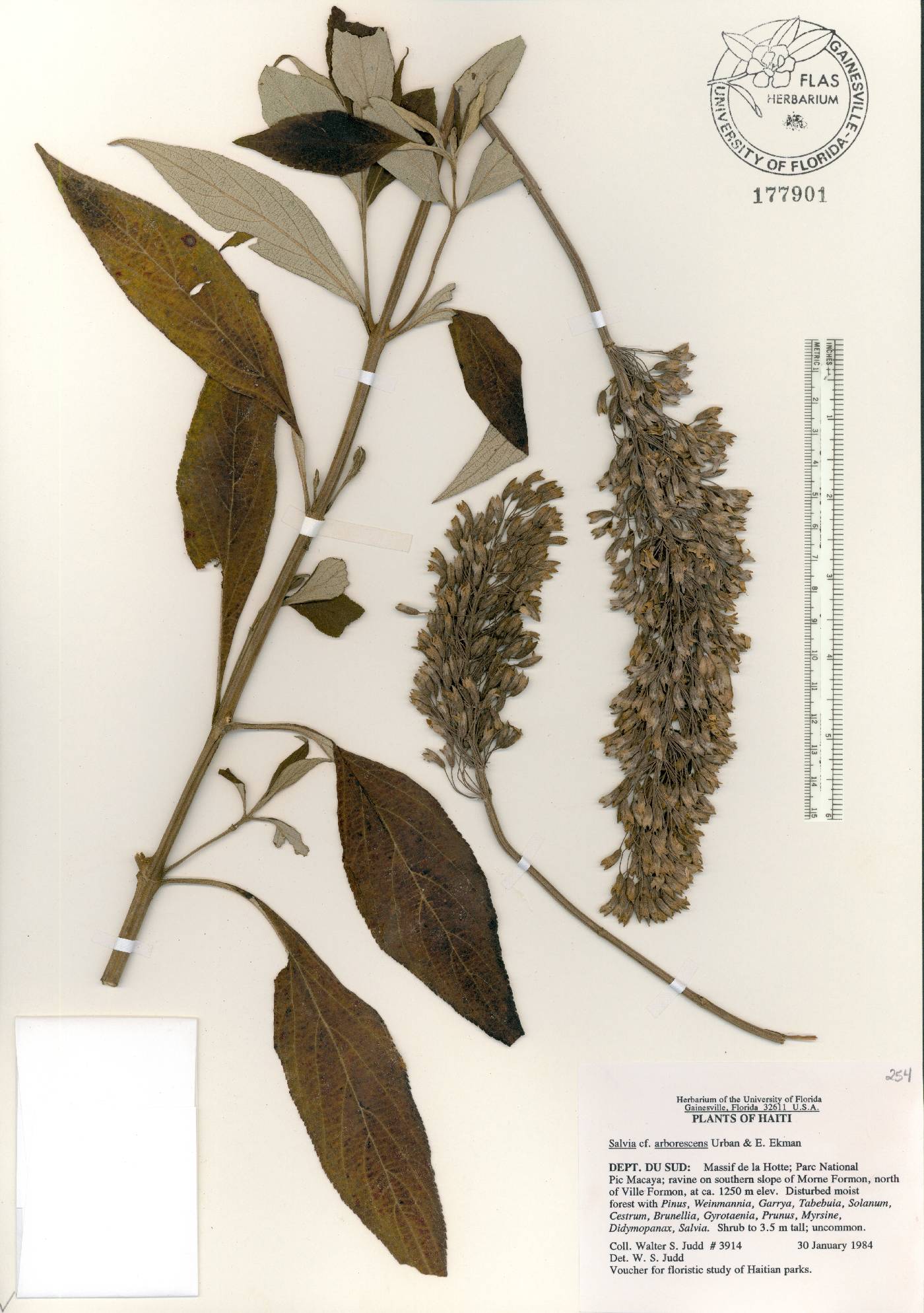 Salvia arborescens image
