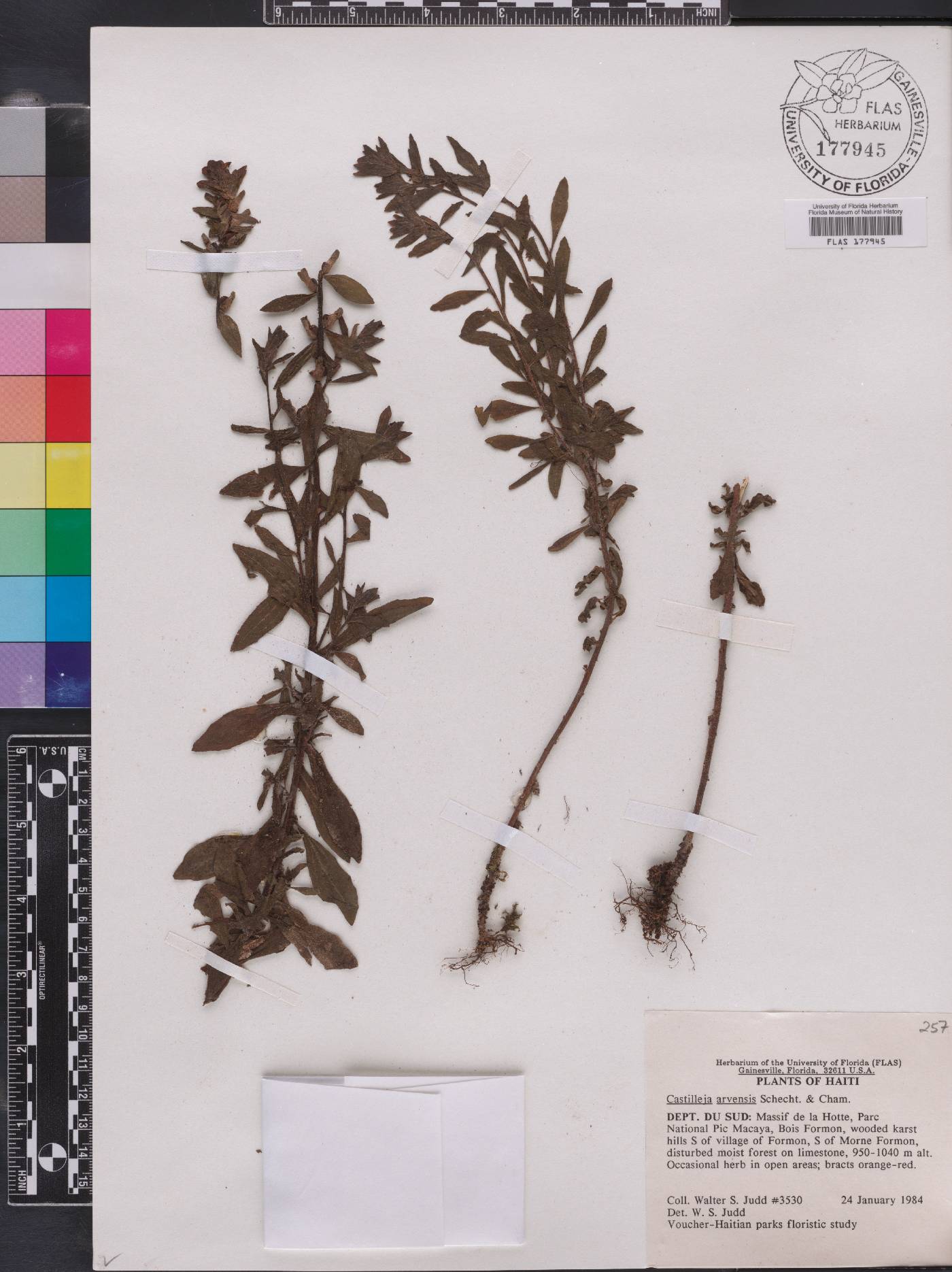 Castilleja arvensis image