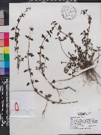 Image of Scrophularia minutiflora