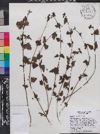 Scrophularia minutiflora image