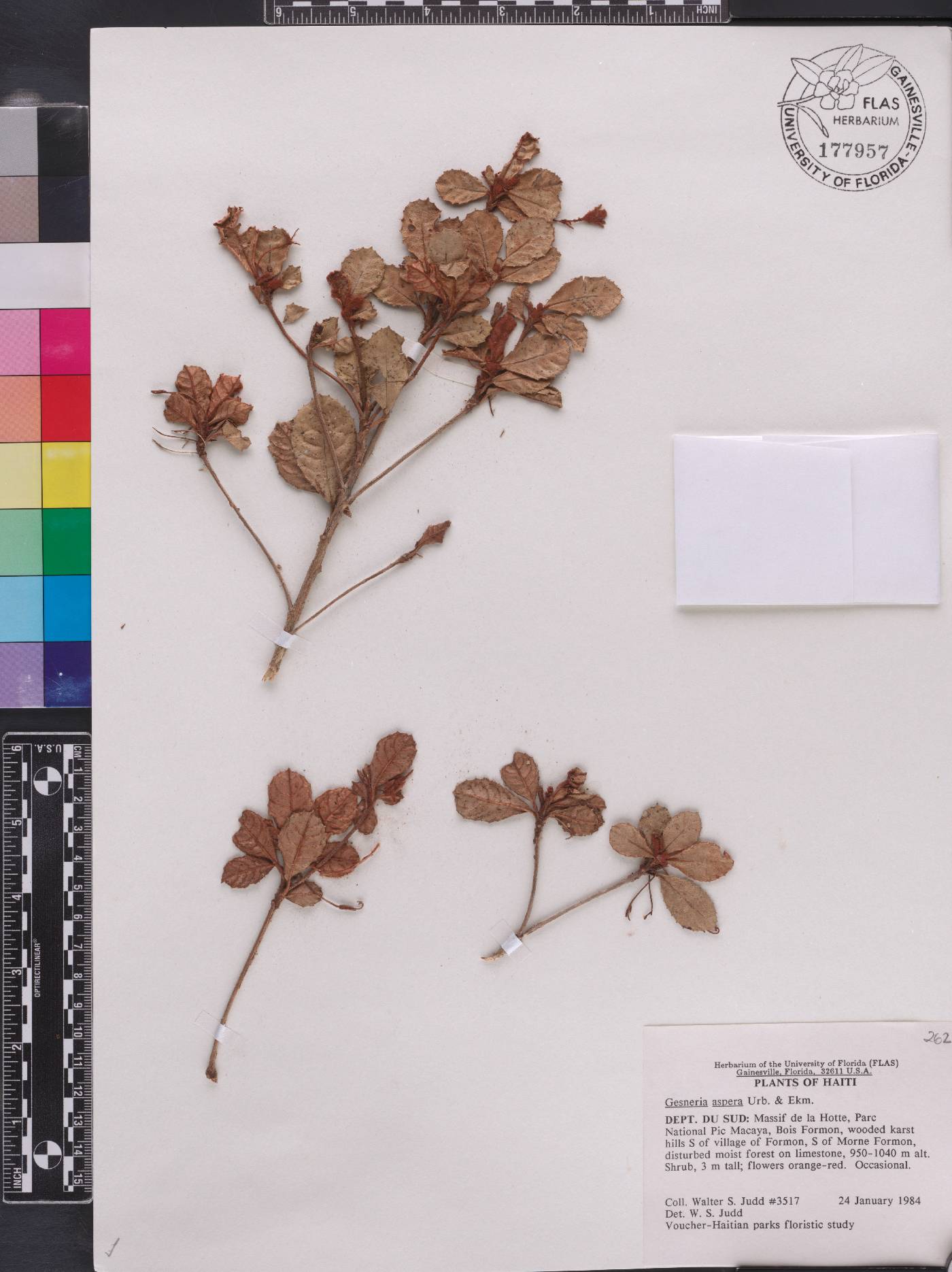 Gesneria aspera image