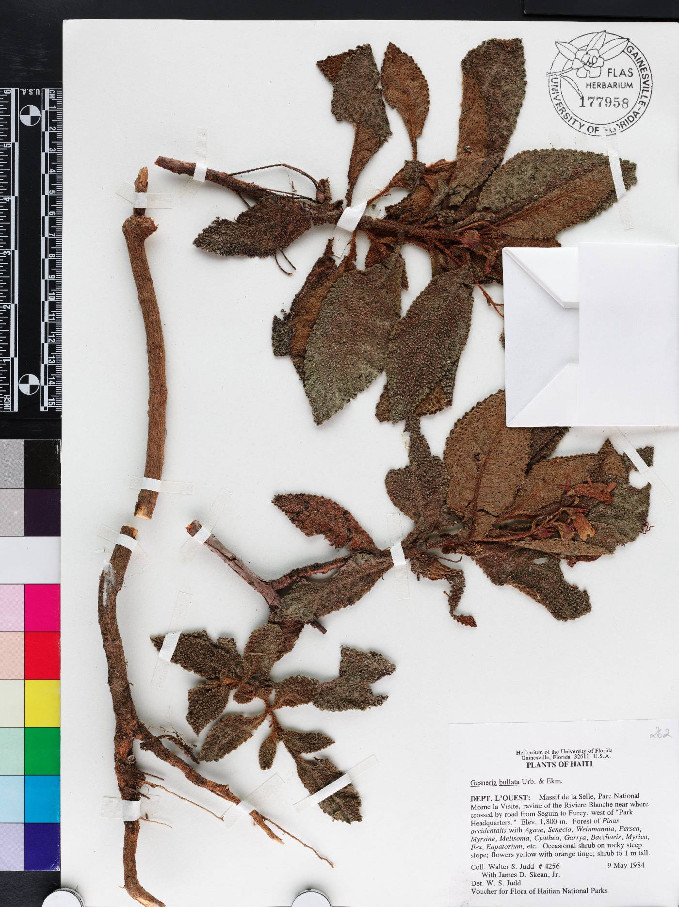 Gesneria bullata image