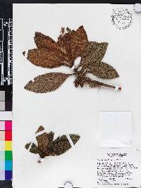 Gesneria bullata image