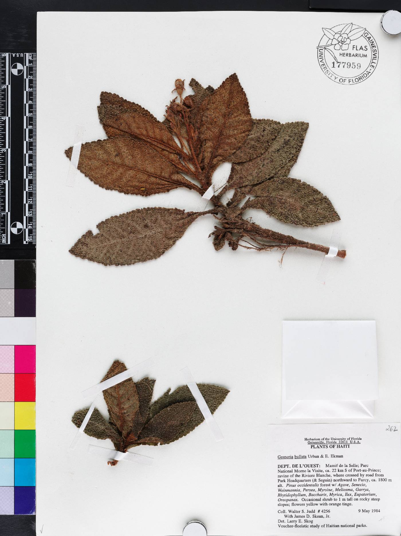 Gesneria bullata image