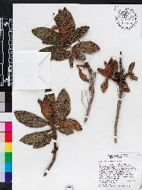 Gesneria bullata image