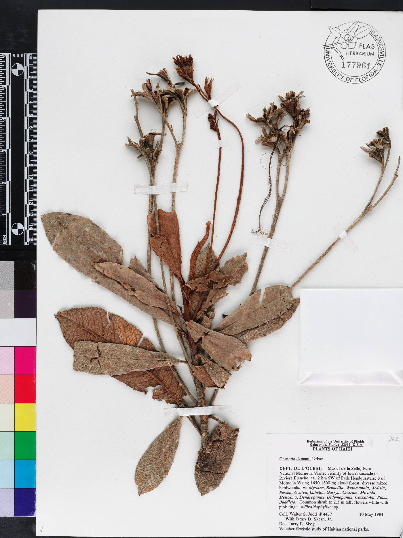 Gesneria ekmanii image