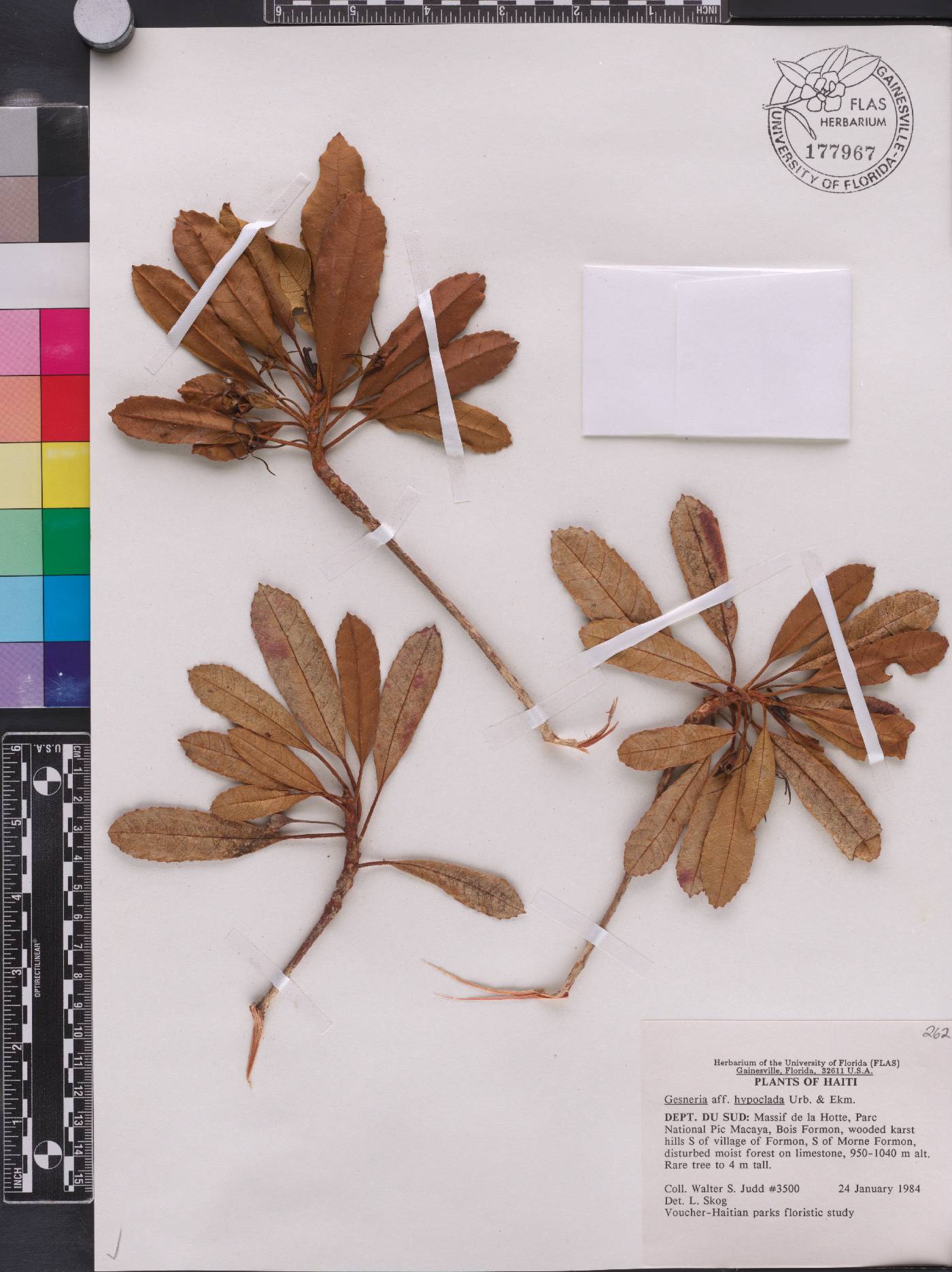 Gesneria hypoclada image
