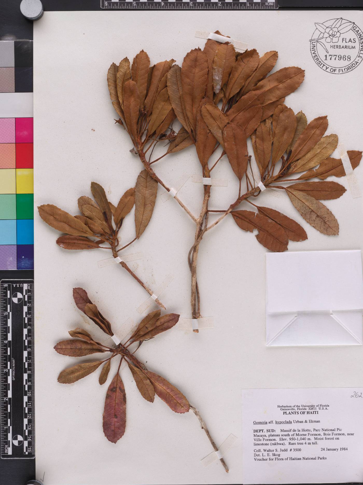 Gesneria hypoclada image