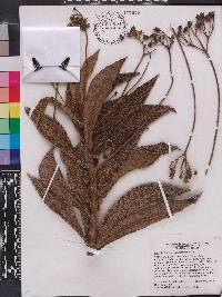 Rhytidophyllum auriculatum image