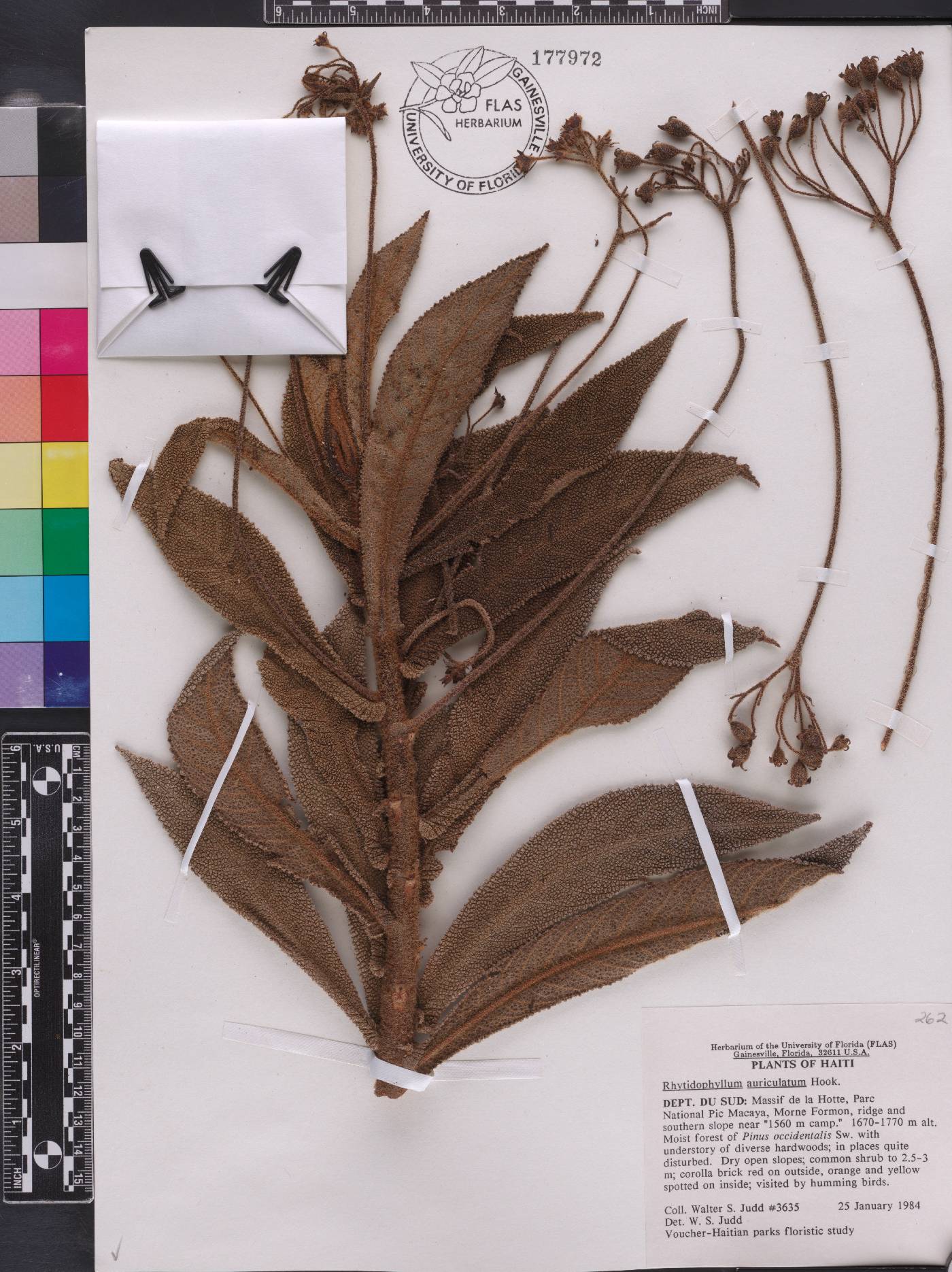Rhytidophyllum auriculatum image