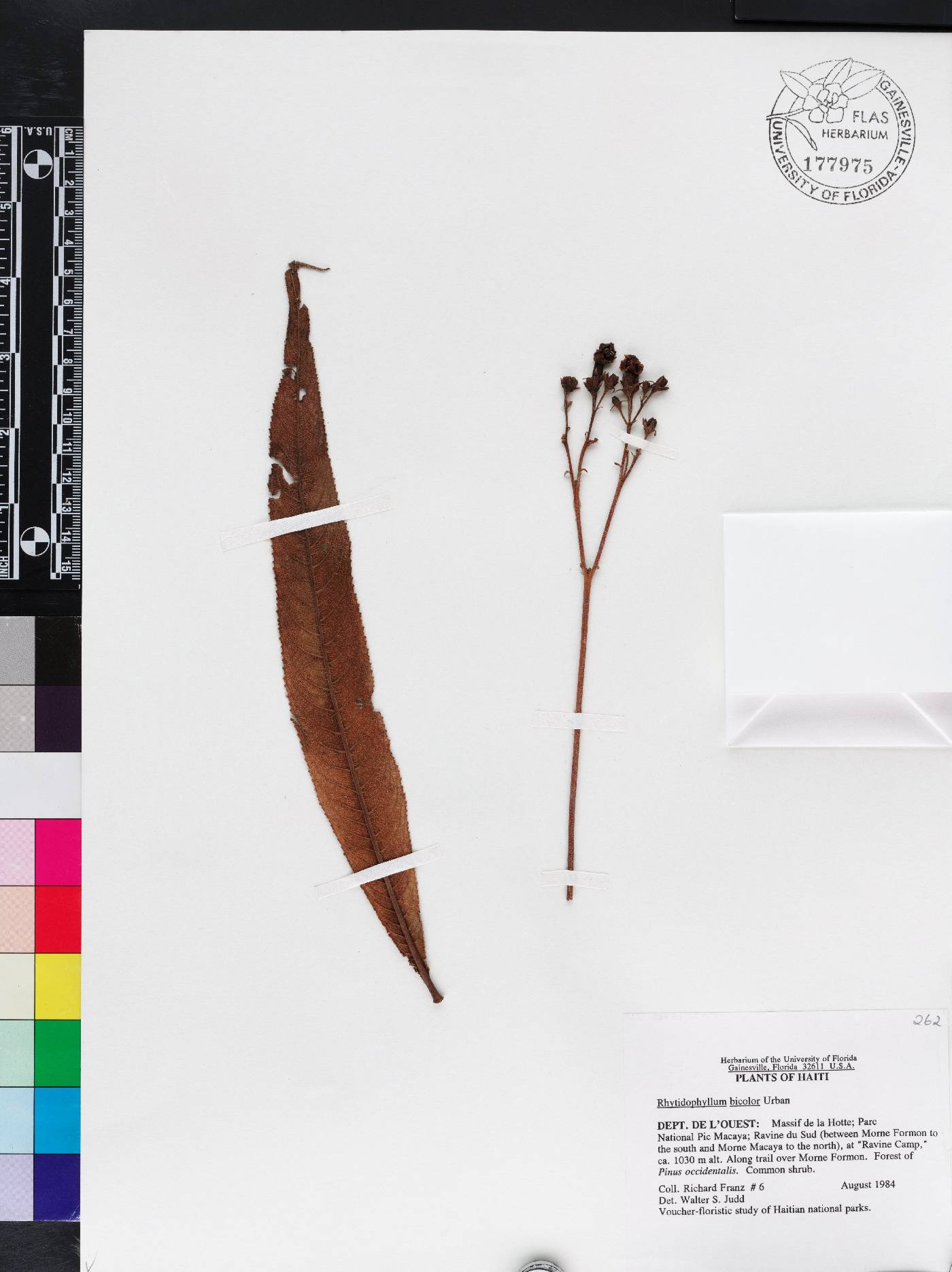 Rhytidophyllum bicolor image
